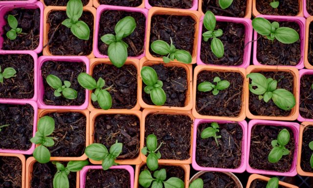 seed tray