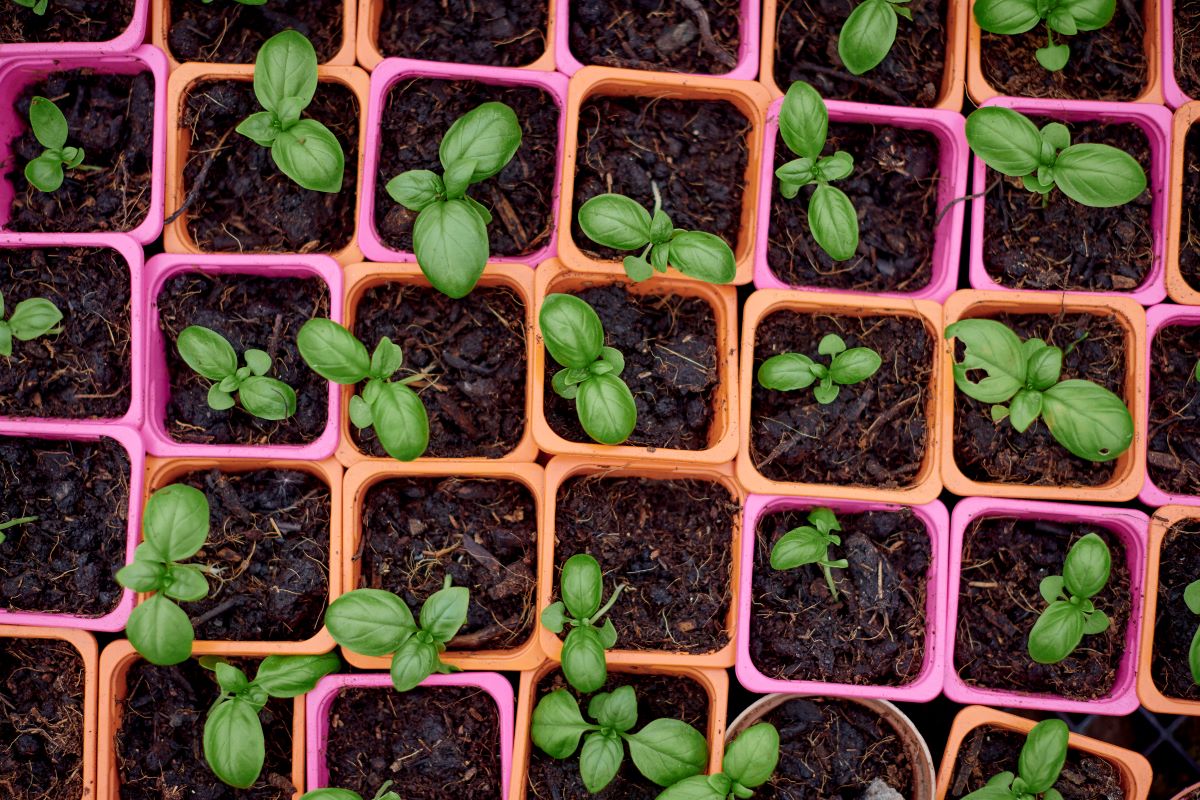 seed tray