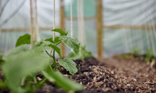 Shoots and polytunnel