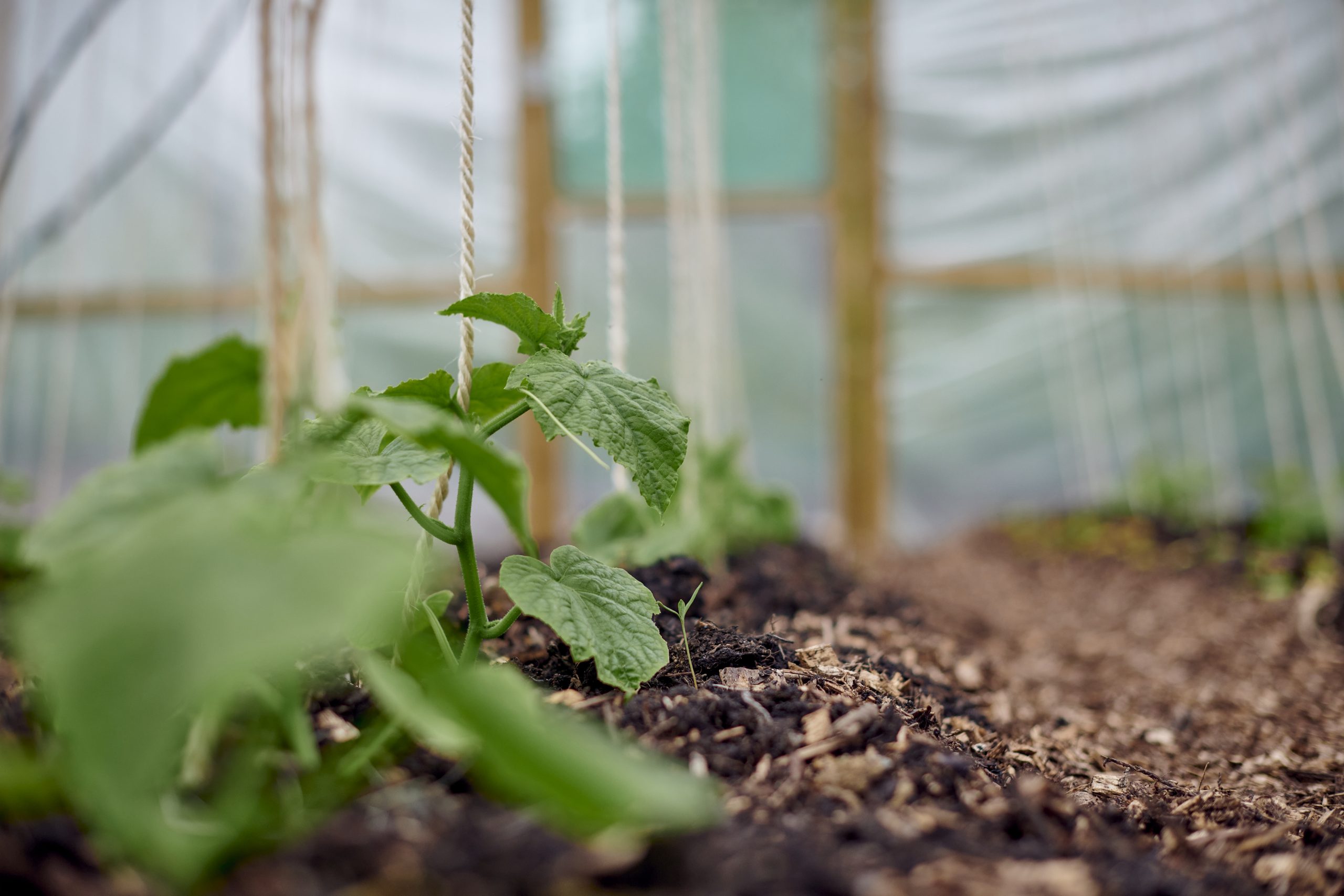 Shoots and polytunnel