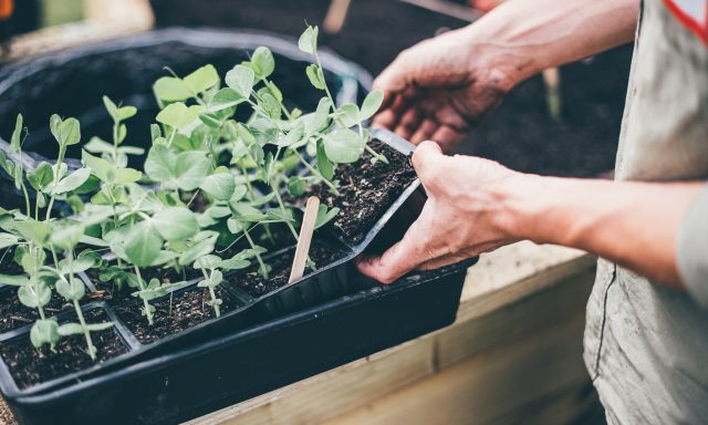 Planting