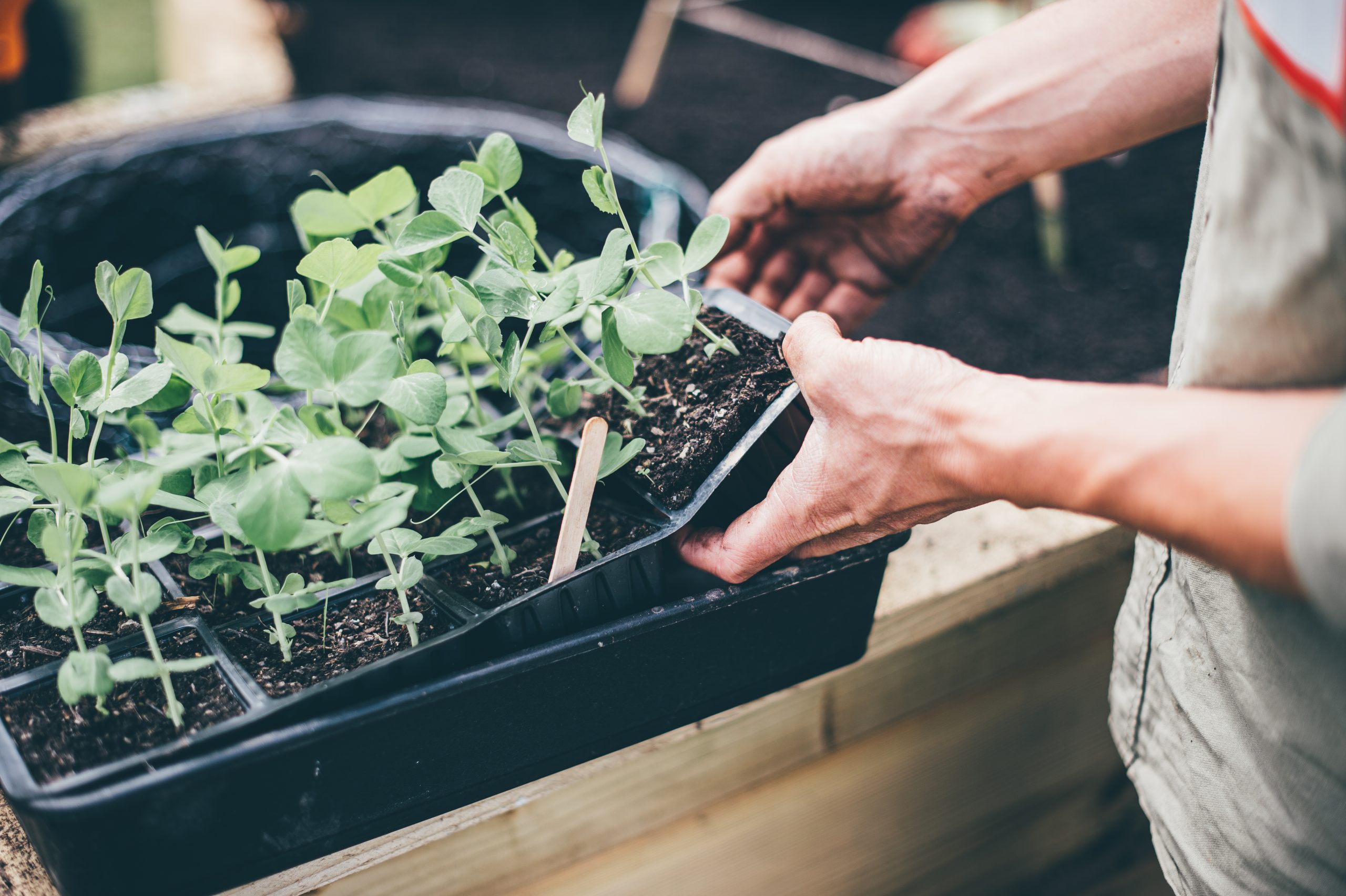 Planting