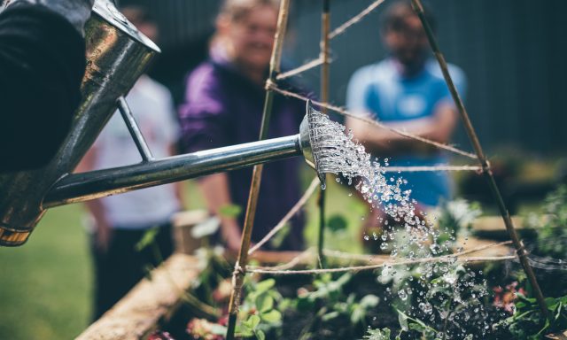 Watering the veg patch