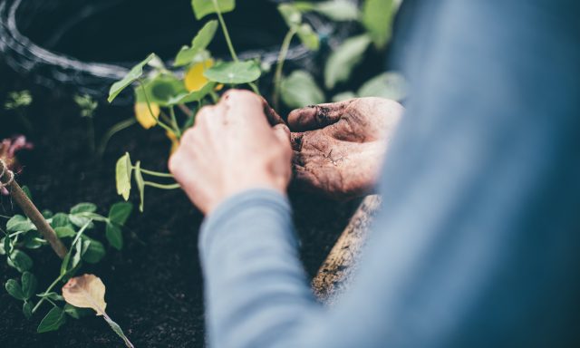 Hands sowing seeds