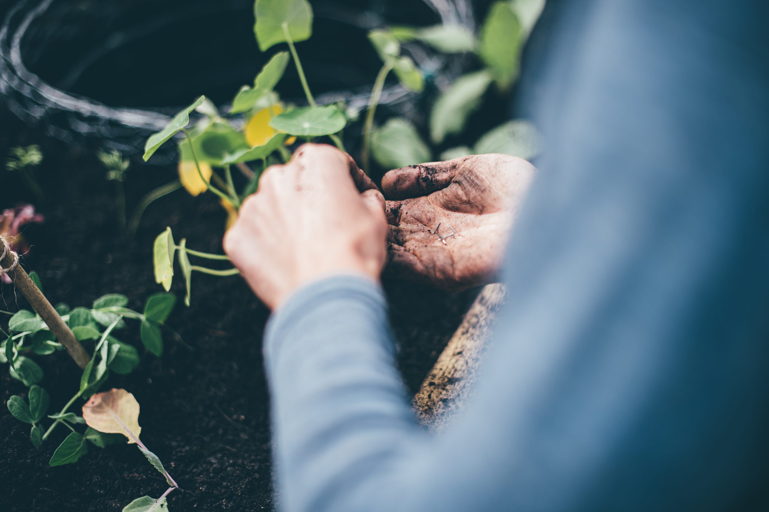 Hands sowing seeds