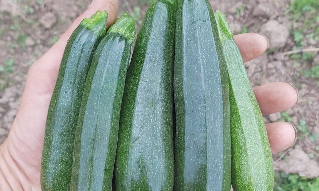 courgettes