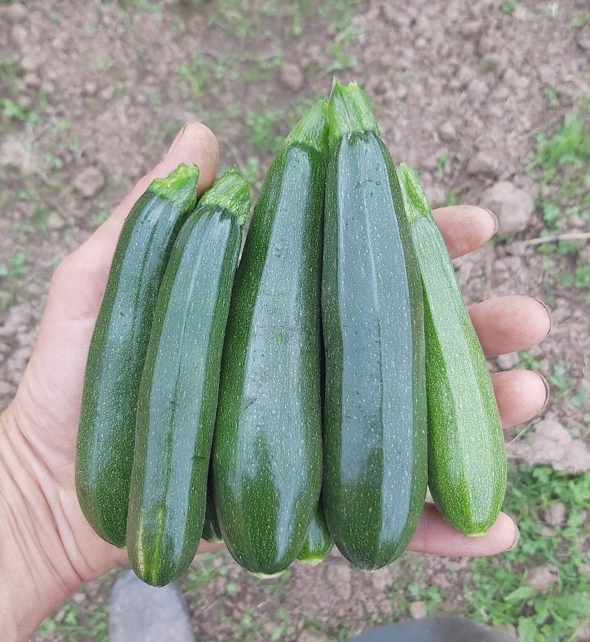 courgettes