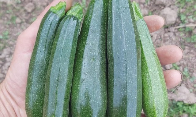 courgettes