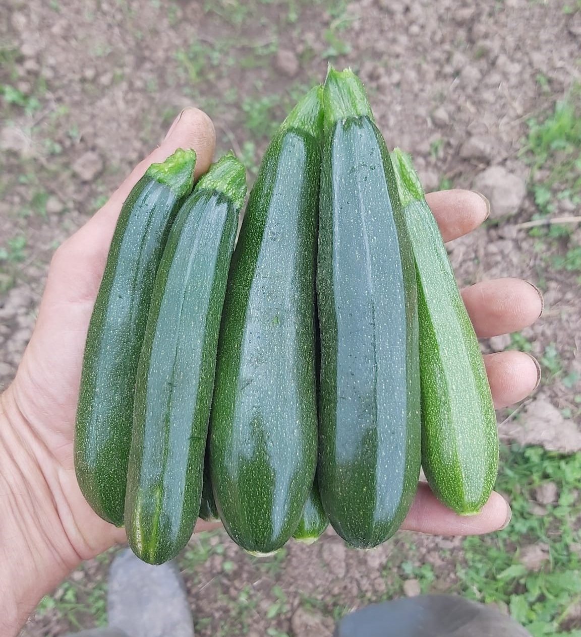 courgettes